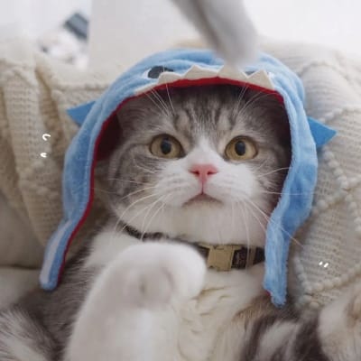 Phạm Ngọc Thạch avatar